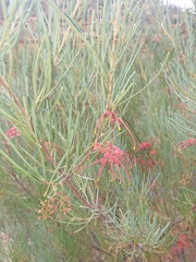 Grevillea pinaster