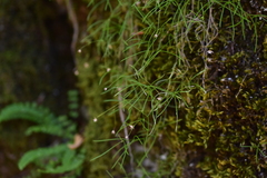 Moehringia muscosa