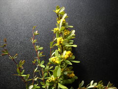 Berberis wilsoniae