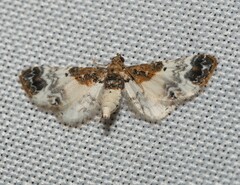 Eupithecia breviculata