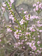 Thryptomene denticulata