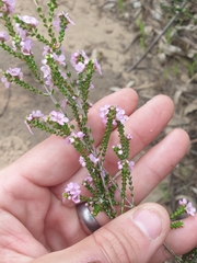 Thryptomene denticulata