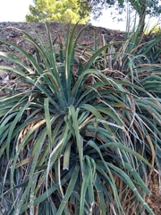 Agave difformis