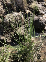 Eleocharis macrostachya