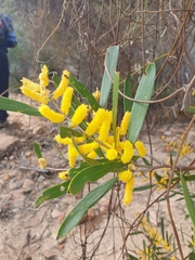 Acacia neurophylla