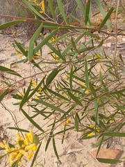 Acacia neurophylla