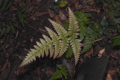 Dryopteris tenuicula