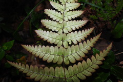 Dryopteris tenuicula