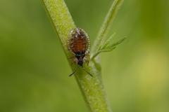 Derephysia longispina
