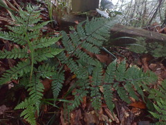 Athyrium arisanense