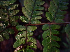 Athyrium arisanense