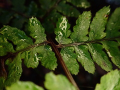 Athyrium arisanense