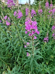 Chamaenerion angustifolium