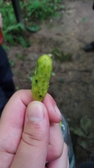 Magnolia acuminata