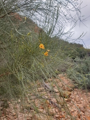 Jacksonia cupulifera