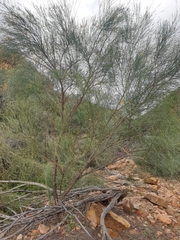 Jacksonia cupulifera