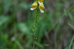 Digitalis laevigata