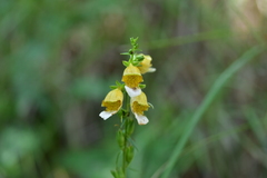 Digitalis laevigata