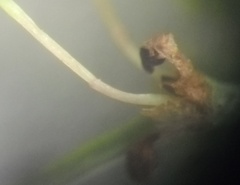 Rumex thianschanicus