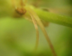 Rumex thianschanicus