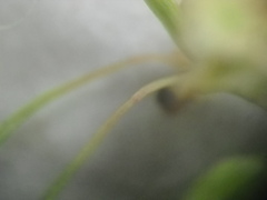 Rumex thianschanicus