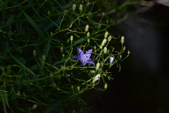Campanula waldsteiniana
