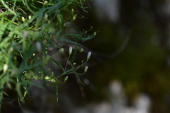 Campanula waldsteiniana
