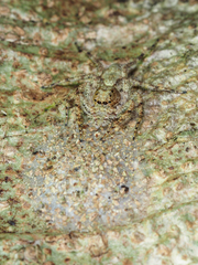 Phaeacius malayensis