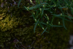 Campanula waldsteiniana