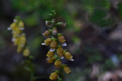 Digitalis laevigata
