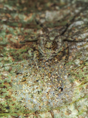 Phaeacius malayensis