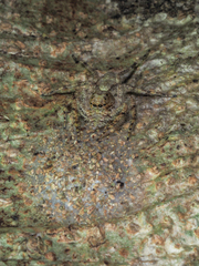 Phaeacius malayensis