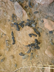 Petrogale lateralis