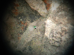 Oreotrochilus leucopleurus