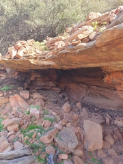 Petrogale lateralis
