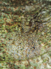 Phaeacius malayensis