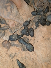 Petrogale lateralis