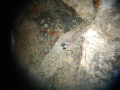 Oreotrochilus leucopleurus