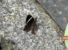 Abisara neophron