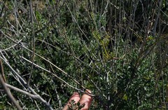 Anginon verticillatum