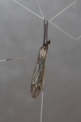 Brachypremna dispellens