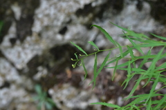 Campanula waldsteiniana