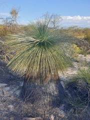 Xanthorrhoea drummondii