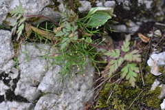 Moehringia muscosa