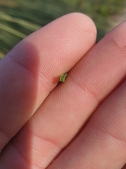 Xanthorrhoea drummondii