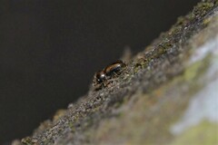 Trypodendron
