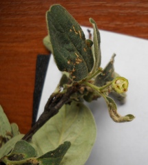 Cotoneaster tomentosus