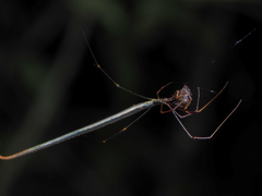 Ariamnes cylindrogaster