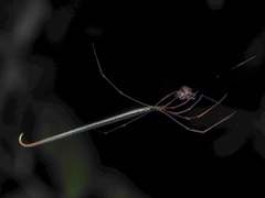 Ariamnes cylindrogaster