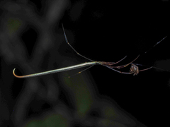 Ariamnes cylindrogaster